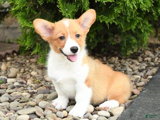 Welsh Corgi Pembroke dogs Cheeto - Ad 6