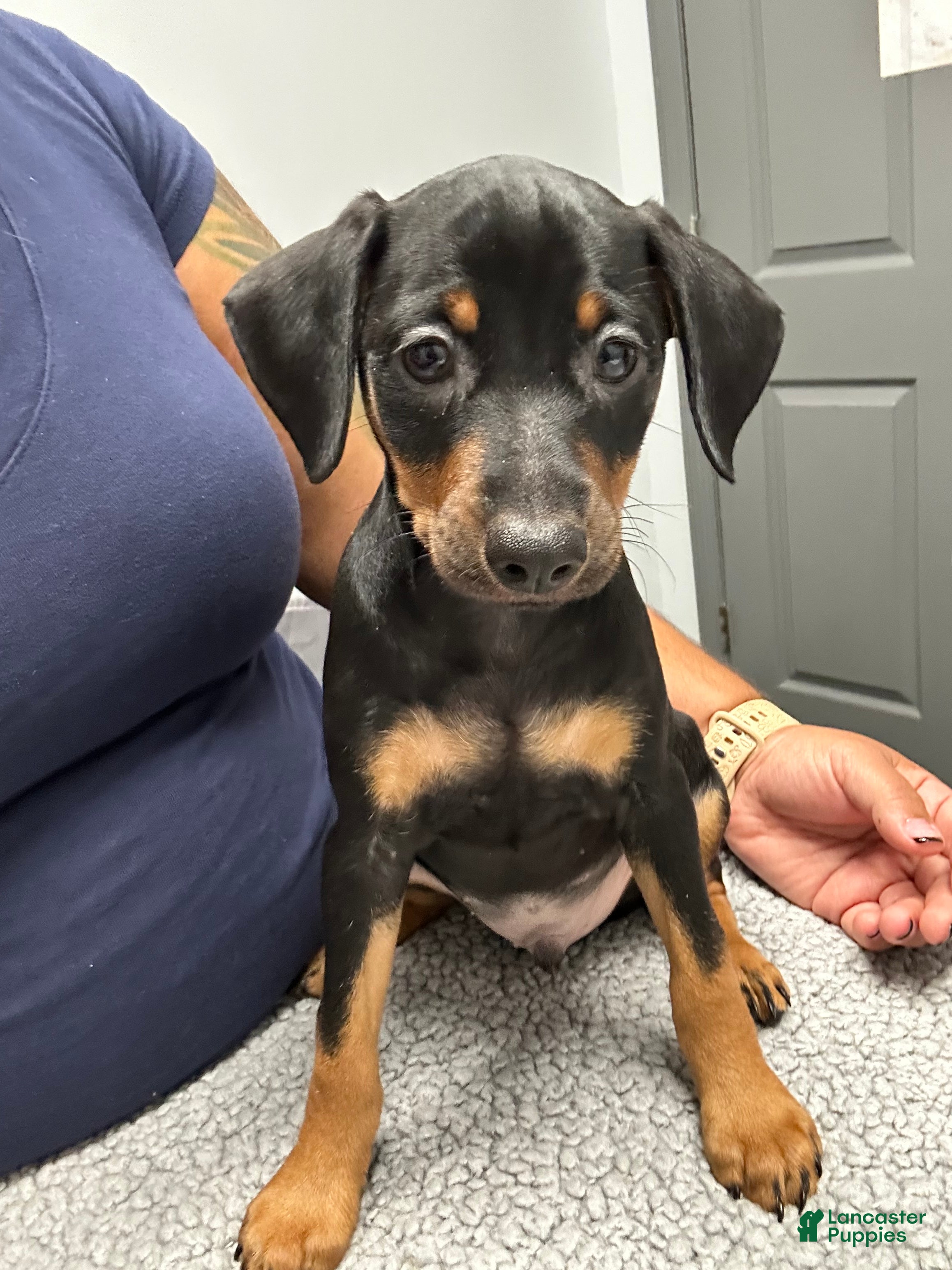 Hercules (Miniature Pinscher, Male) in Tampa, FL