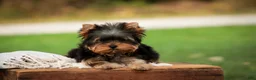 Yorkshire Terrier dogs for sale: Damon Yorkshire Terrier  - Ad 2