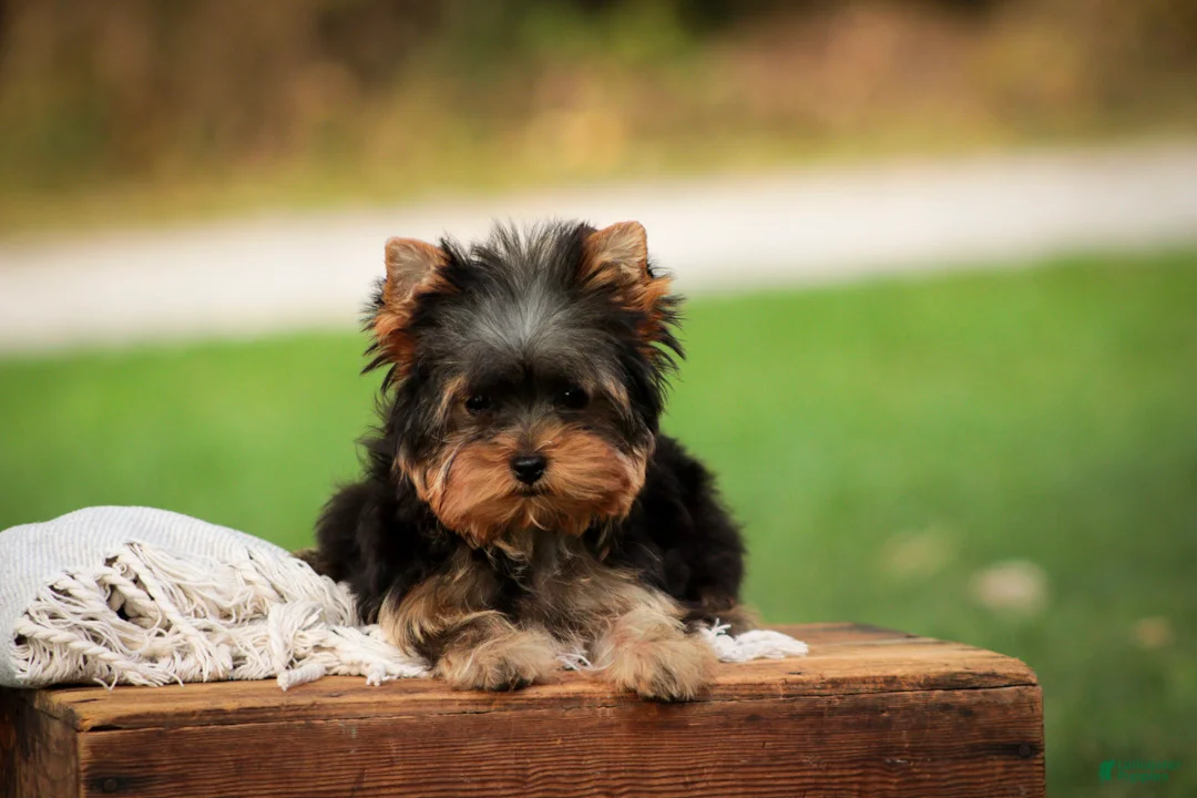 Yorkshire Terrier dogs for sale: Damon Yorkshire Terrier  - Ad 2