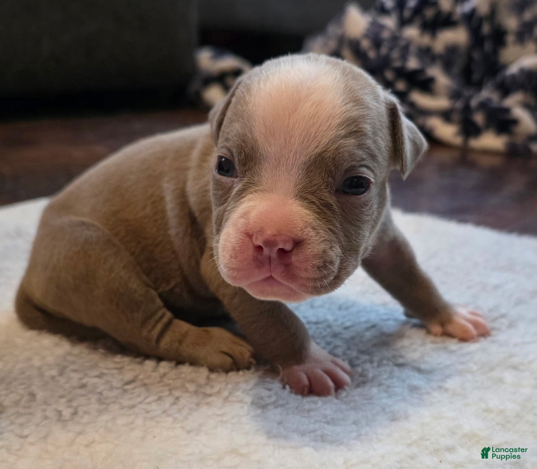 American Bully dogs for sale: Little buddy - Ad 2
