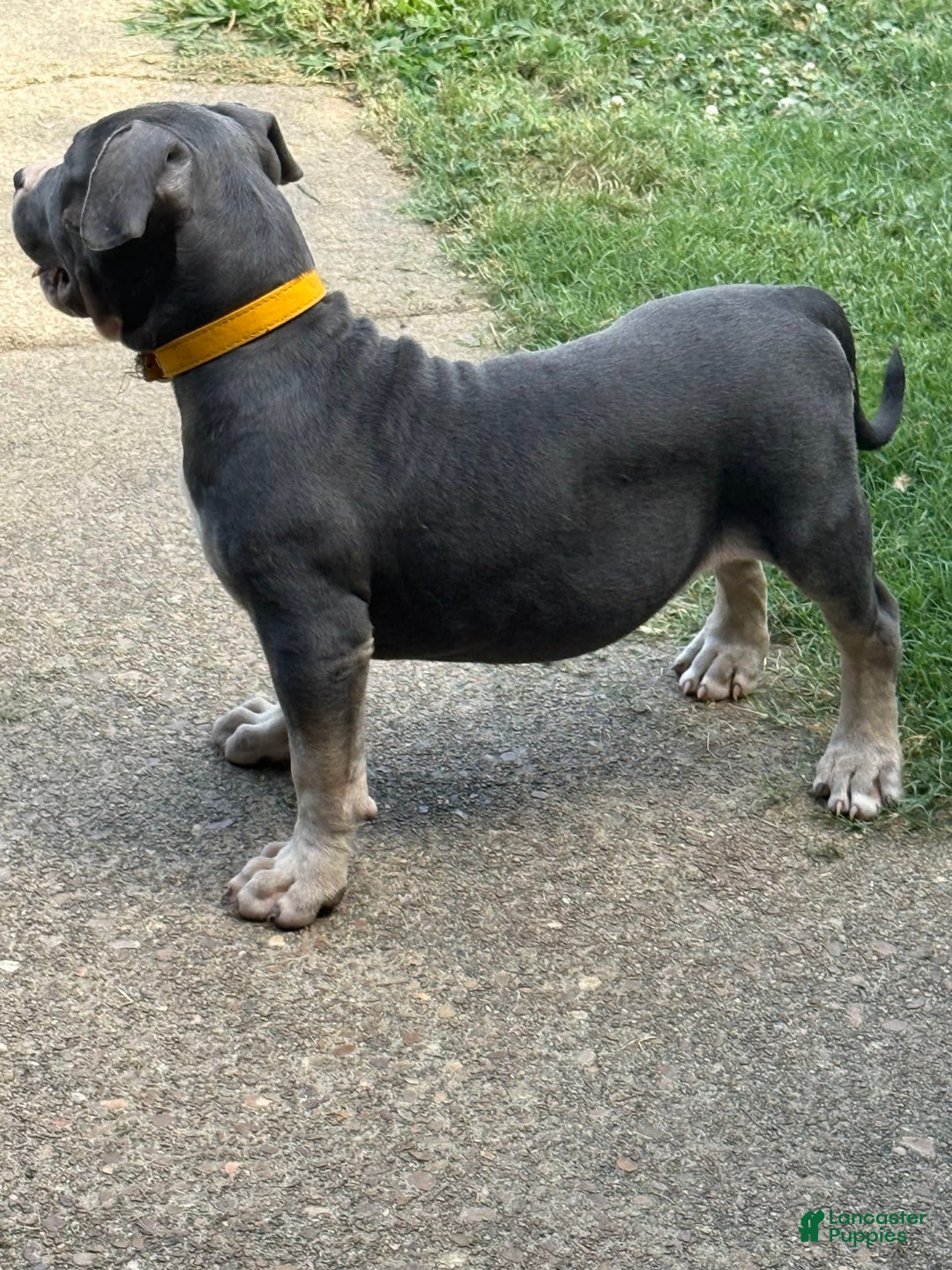 American Bully dogs for sale: American Bully 4 puppies - Ad 12