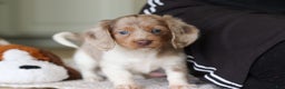 Miniature Dachshund dogs for sale: Skye - Ad 22
