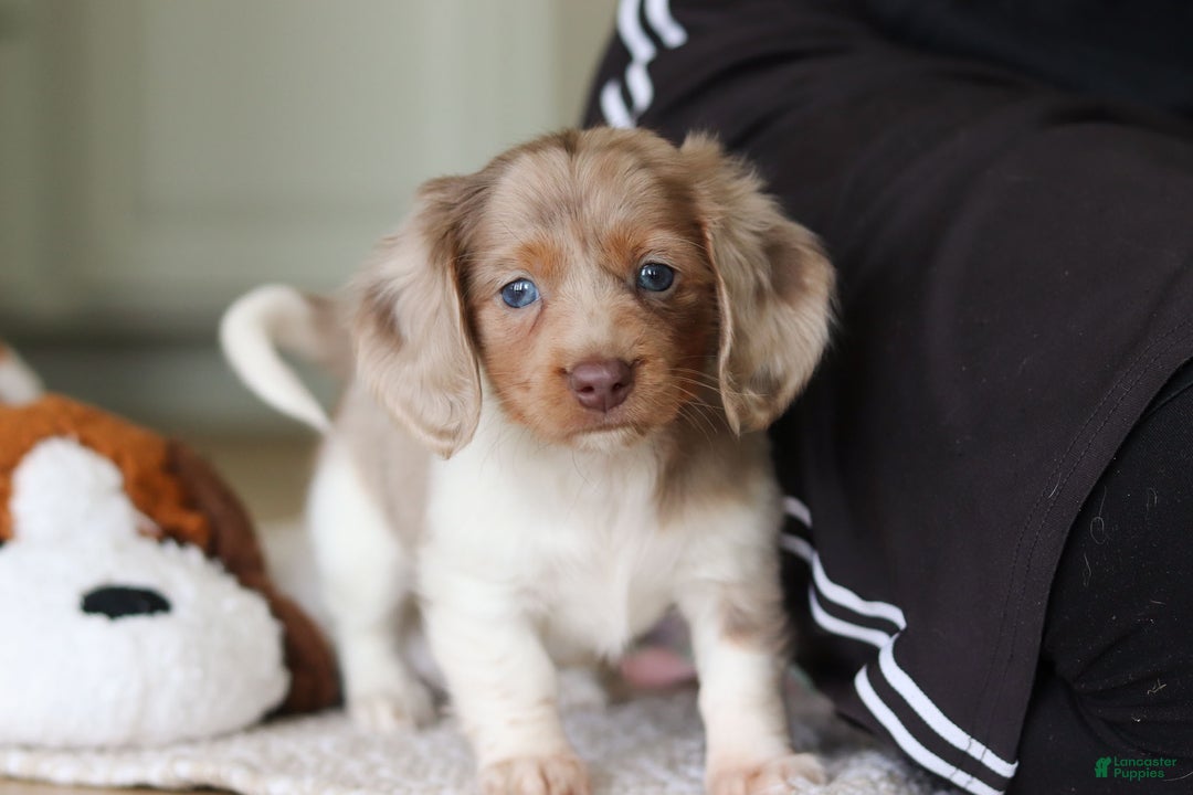 Miniature Dachshund dogs for sale: Skye - Ad 22