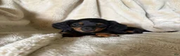Miniature Dachshund dogs for sale: Sawyer - Ad 3