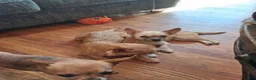 Chorkie dogs for sale: Buck - Ad 10