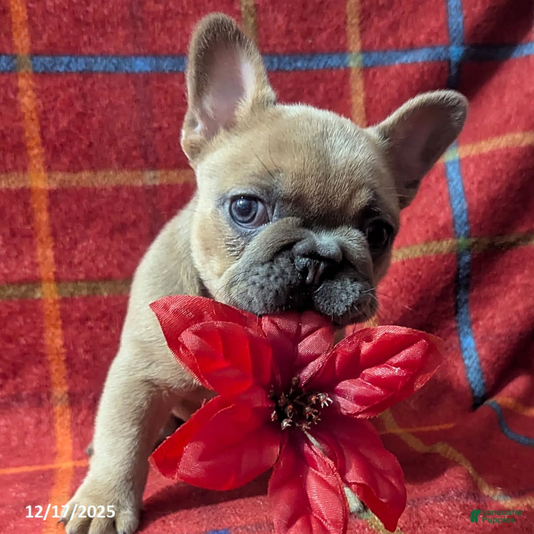 French Bulldog dogs for sale: Amy - Ad 5