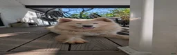 Samoyed dogs for sale: Ella - Ad 4