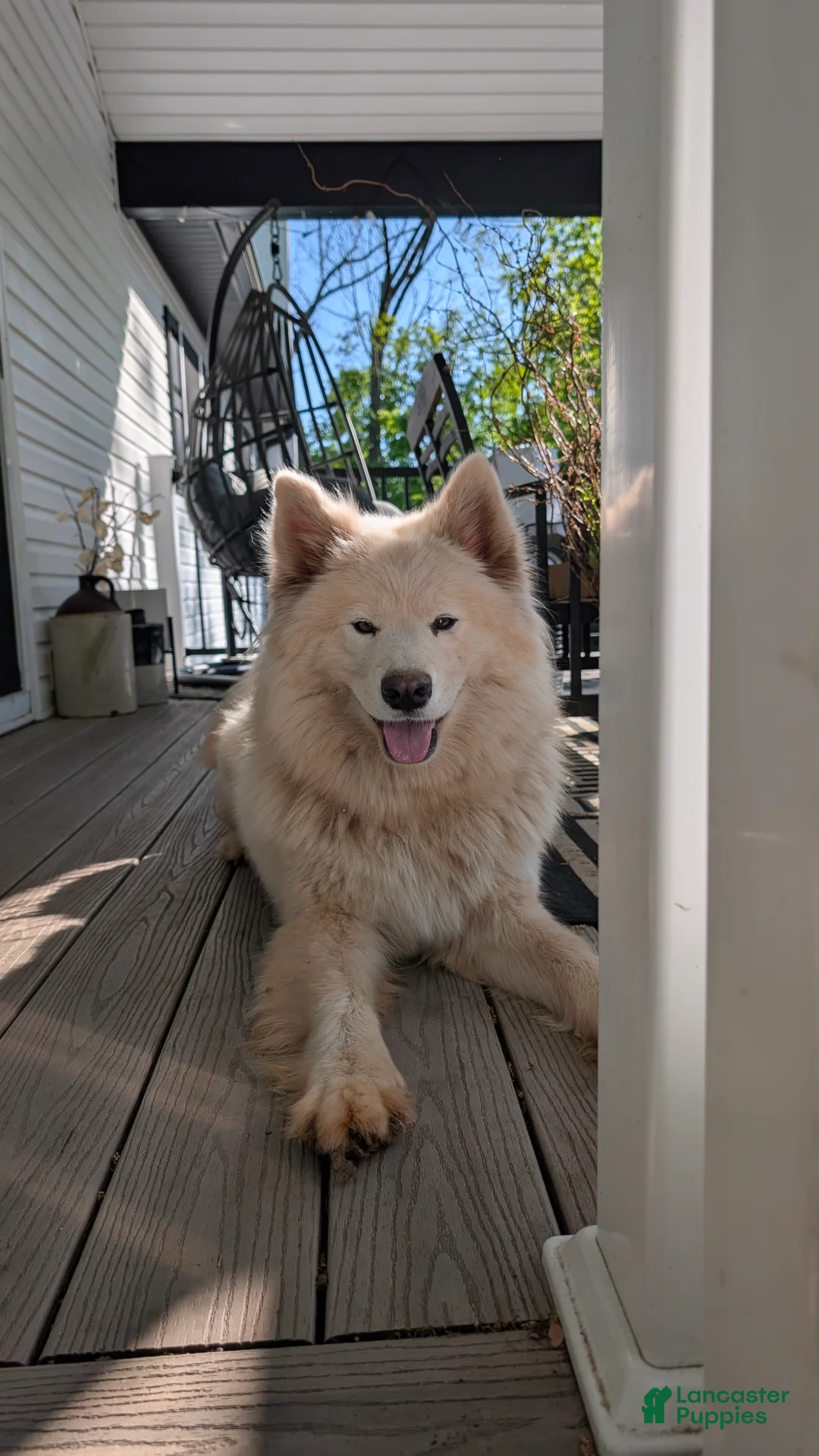 Samoyed dogs for sale: Ella - Ad 4