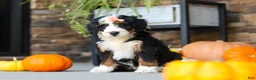 Mini Bernedoodle dogs for sale: Nova🌸 - Ad 3