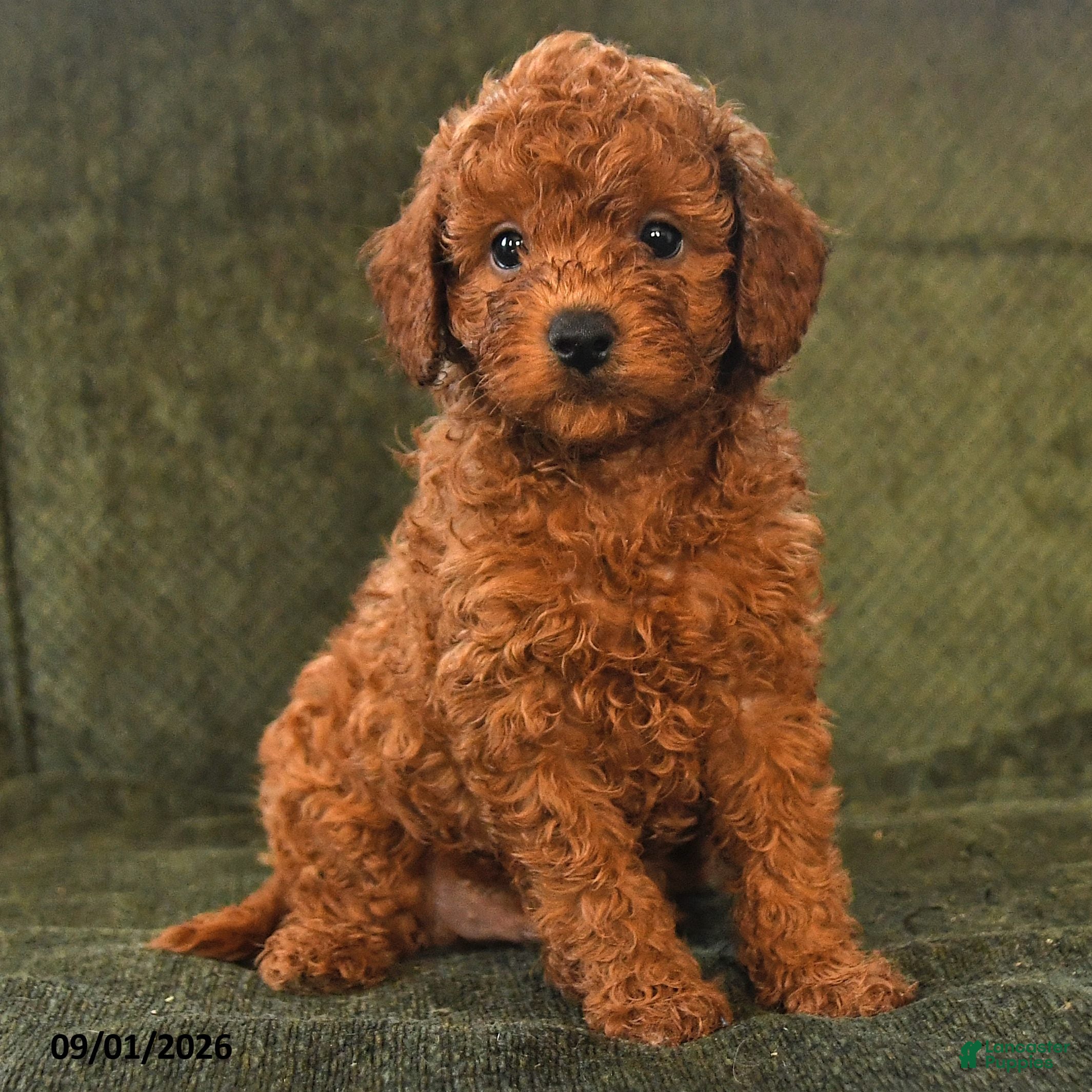 Miniature Poodle dogs Hector - Ad 2