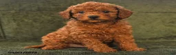 Miniature Poodle dogs for sale: Hector - Ad 2