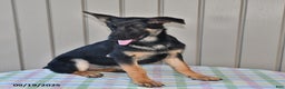 German Shepherd dogs for sale: Kelsey - Ad 7