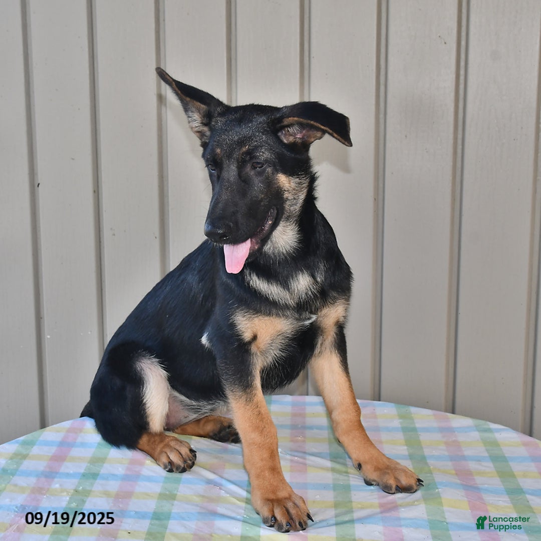 German Shepherd dogs for sale: Kelsey - Ad 7
