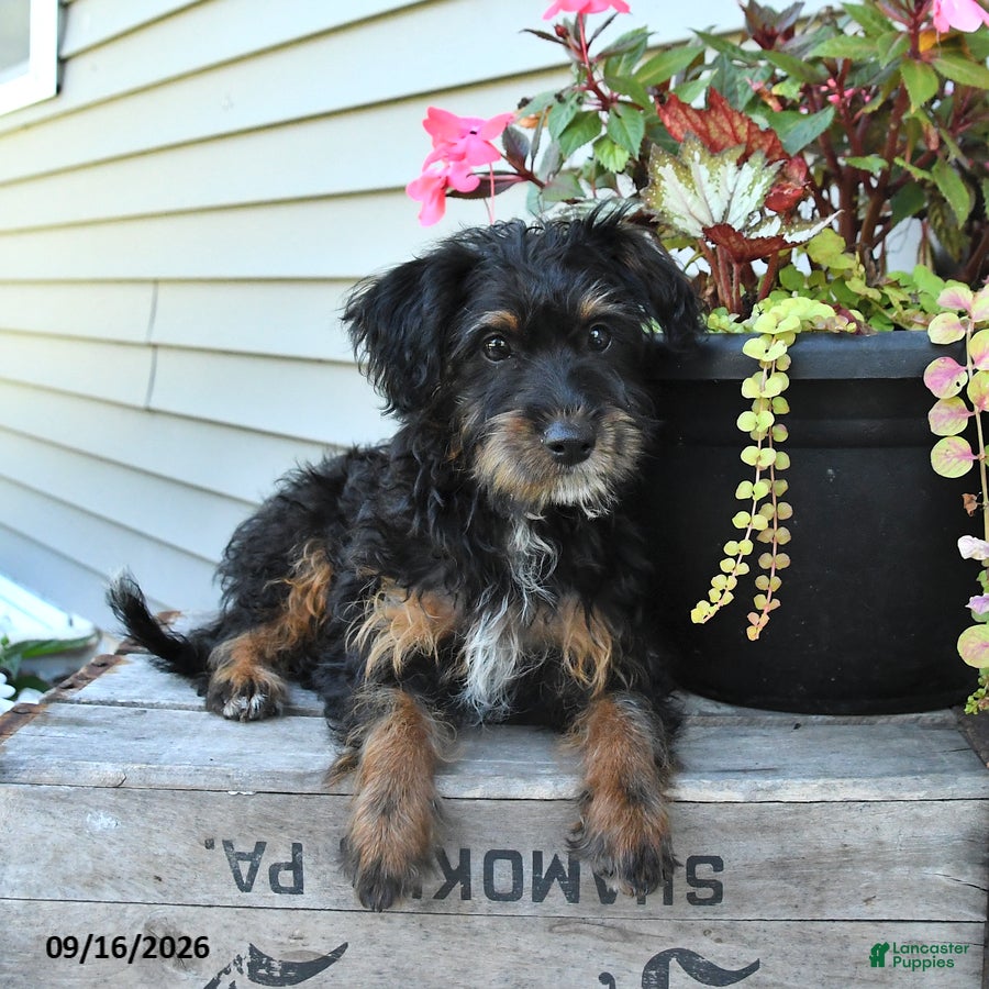 Jackapoo dogs Jenny - Ad 1