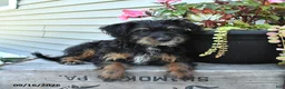 Jackapoo dogs for sale: Jenny - Ad 1