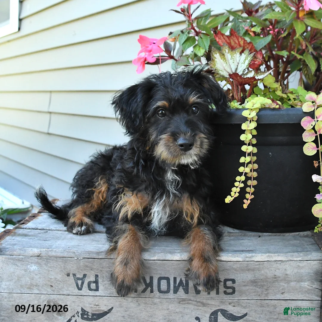 Jackapoo dogs for sale: Jenny - Ad 1
