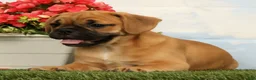 Mixed Breed dogs for sale: Laurel - Ad 4