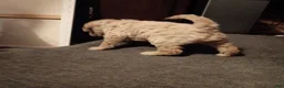 Goldendoodle dogs for sale: Christopher  - Ad 5