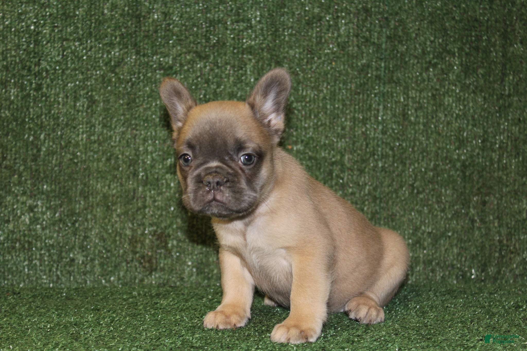 French Bulldog dogs French Bulldog 2 - Ad 1