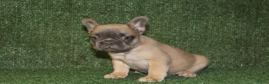 French Bulldog 2