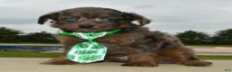 Mini Aussiedoodle dogs for sale: Mini Axel - Ad 8