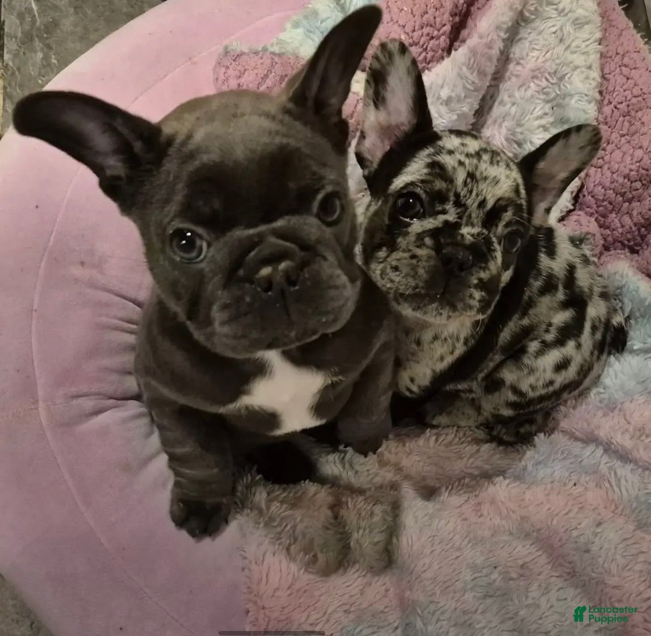 French Bulldog dogs French Bulldog Merle - Ad 42