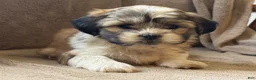 Shih Tzu dogs for sale: Commer - Ad 8