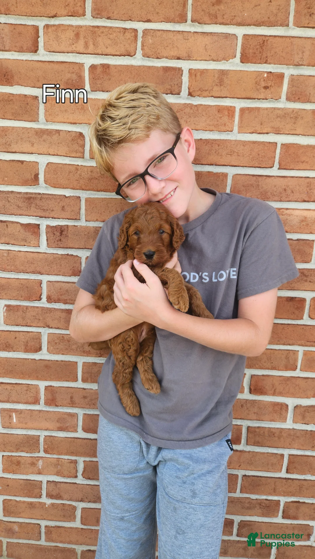 Mini Goldendoodle dogs for sale: Finn - Ad 2