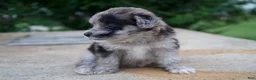 Mixed Breed dogs for sale: Dixie - Ad 2