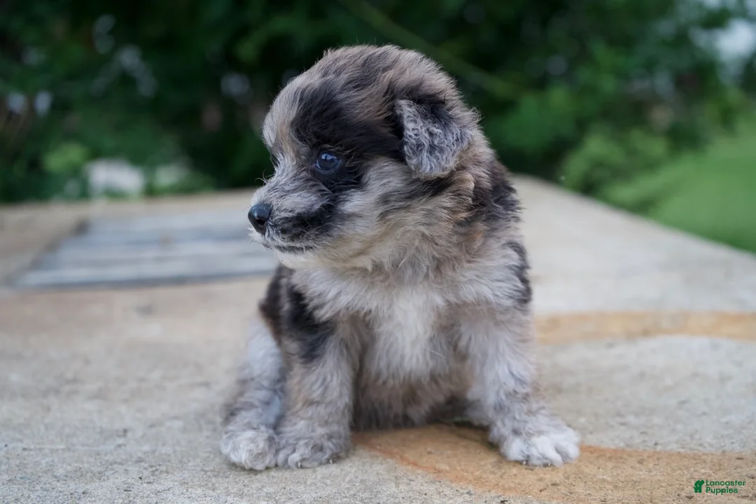 Mixed Breed dogs for sale: Dixie - Ad 2