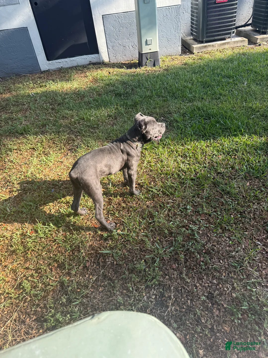 Cane Corso dogs for sale: Cane Corso Puppy 1 - Ad 3