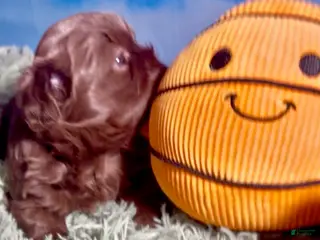 Shih Tzu dogs for sale: Milk Chocolate - Ad 4