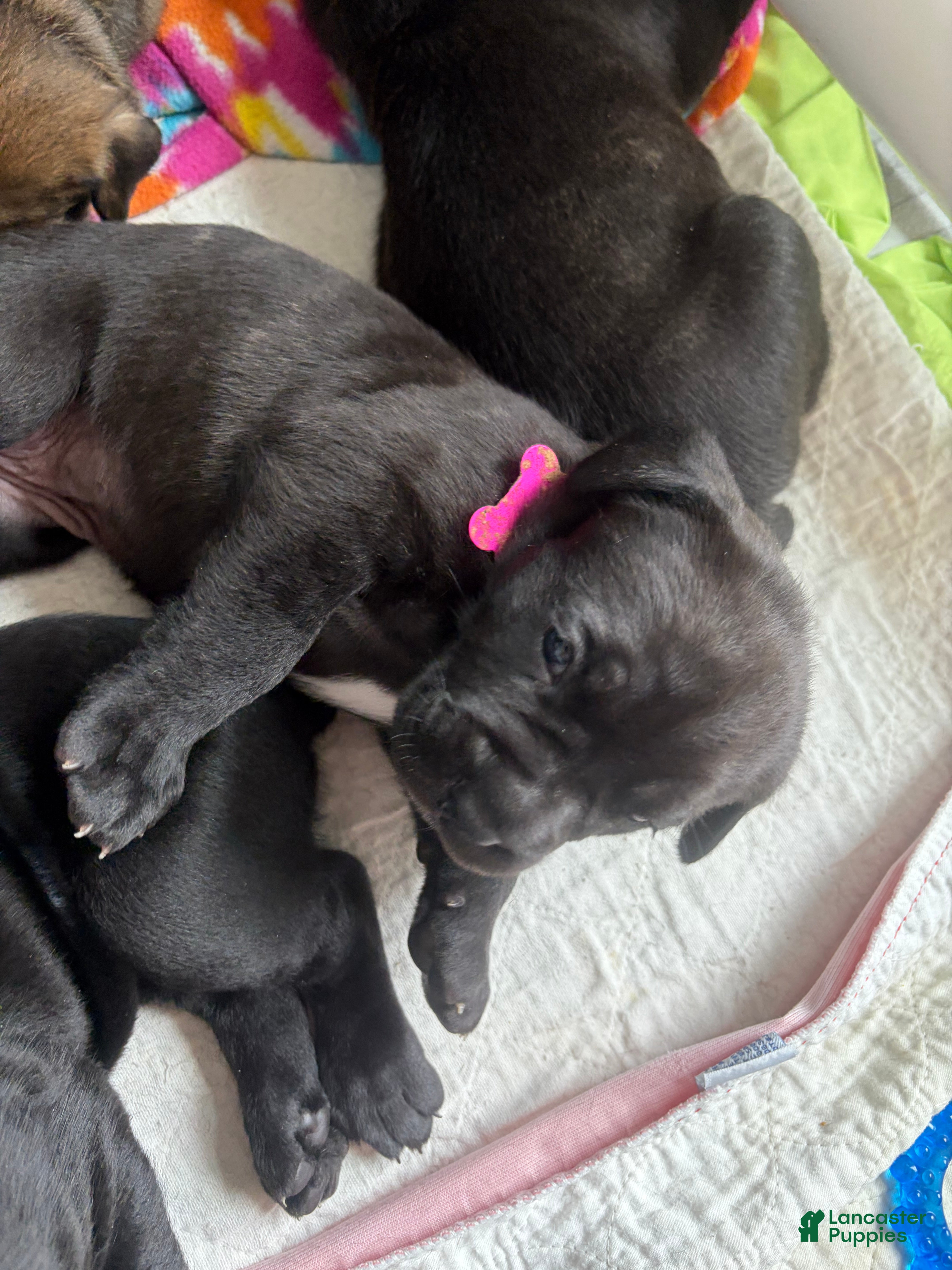 Cane Corso dogs Cane Corso 7 - Ad 32