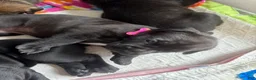 Cane Corso dogs for sale: Cane Corso 7 - Ad 1