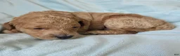 Mini Goldendoodle dogs for sale: Cedar - Ad 3