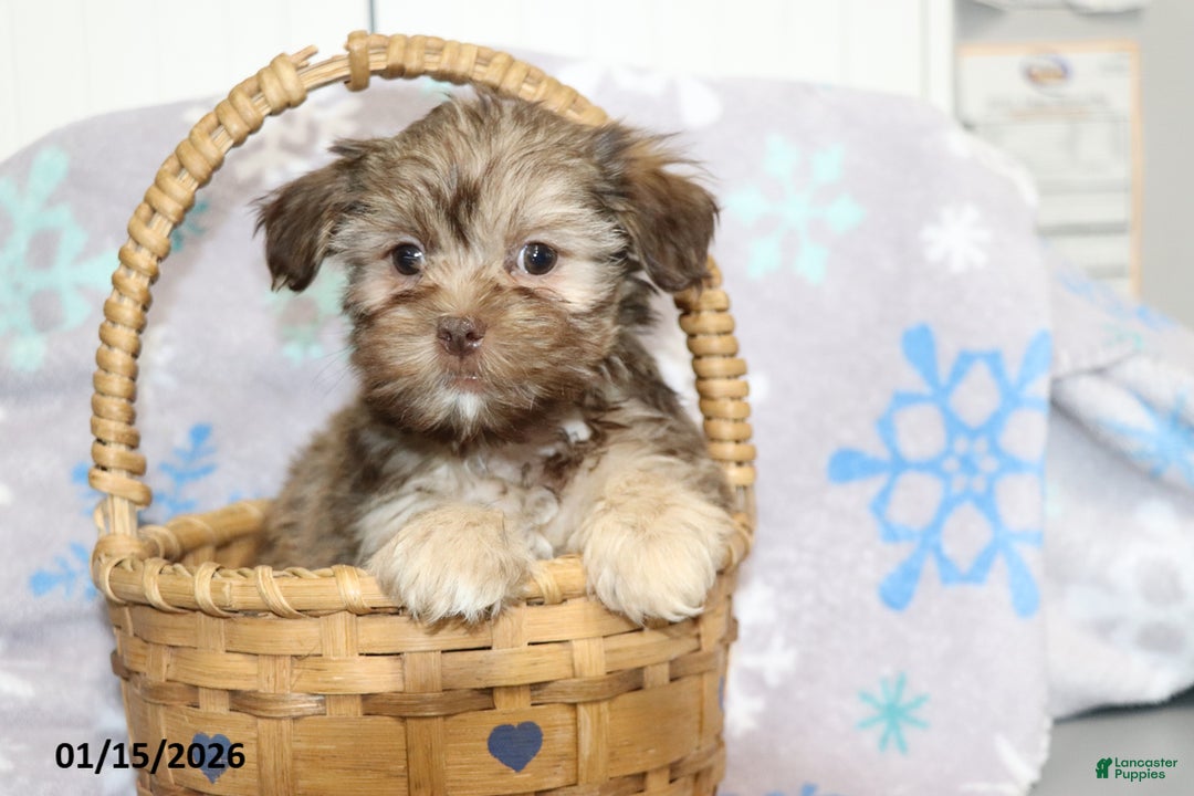 Shorkie dogs for sale: Angela - Ad 3