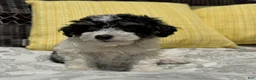 Toy Poodle dogs for sale: Oreo - Ad 4