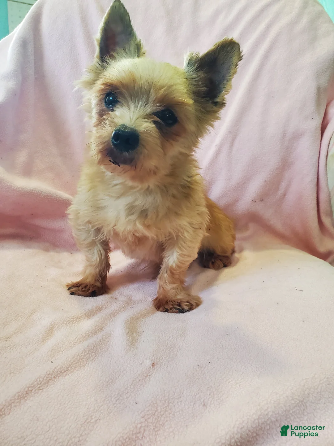 Yorkshire Terrier dogs for sale: Noah - Ad 12