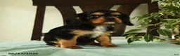 Cavalier King Charles Spaniel dogs for sale: Jasper - Ad 3