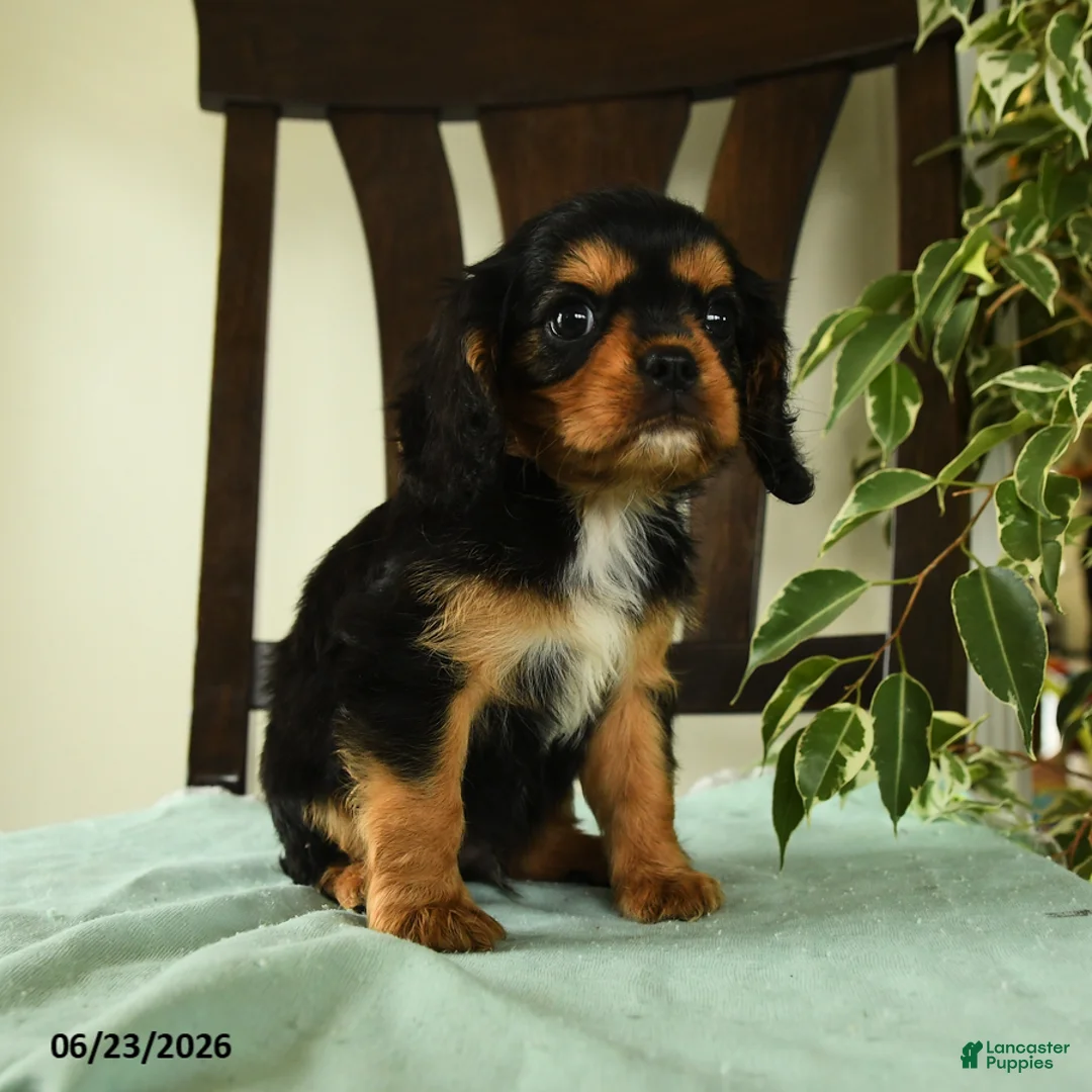 Cavalier King Charles Spaniel dogs for sale: Jasper - Ad 3