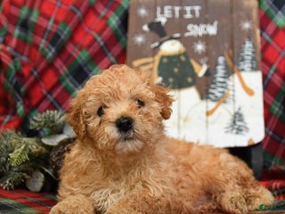 Bichpoo dogs Newton - Ad 13