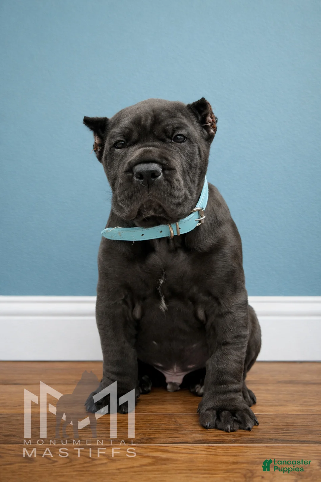 Mixed Breed dogs for sale: Light Blue Male - Ad 1