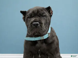 Mixed Breed dogs Light Blue Male - Ad 5