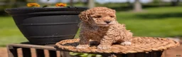 Miniature Poodle dogs for sale: Malia - Ad 8