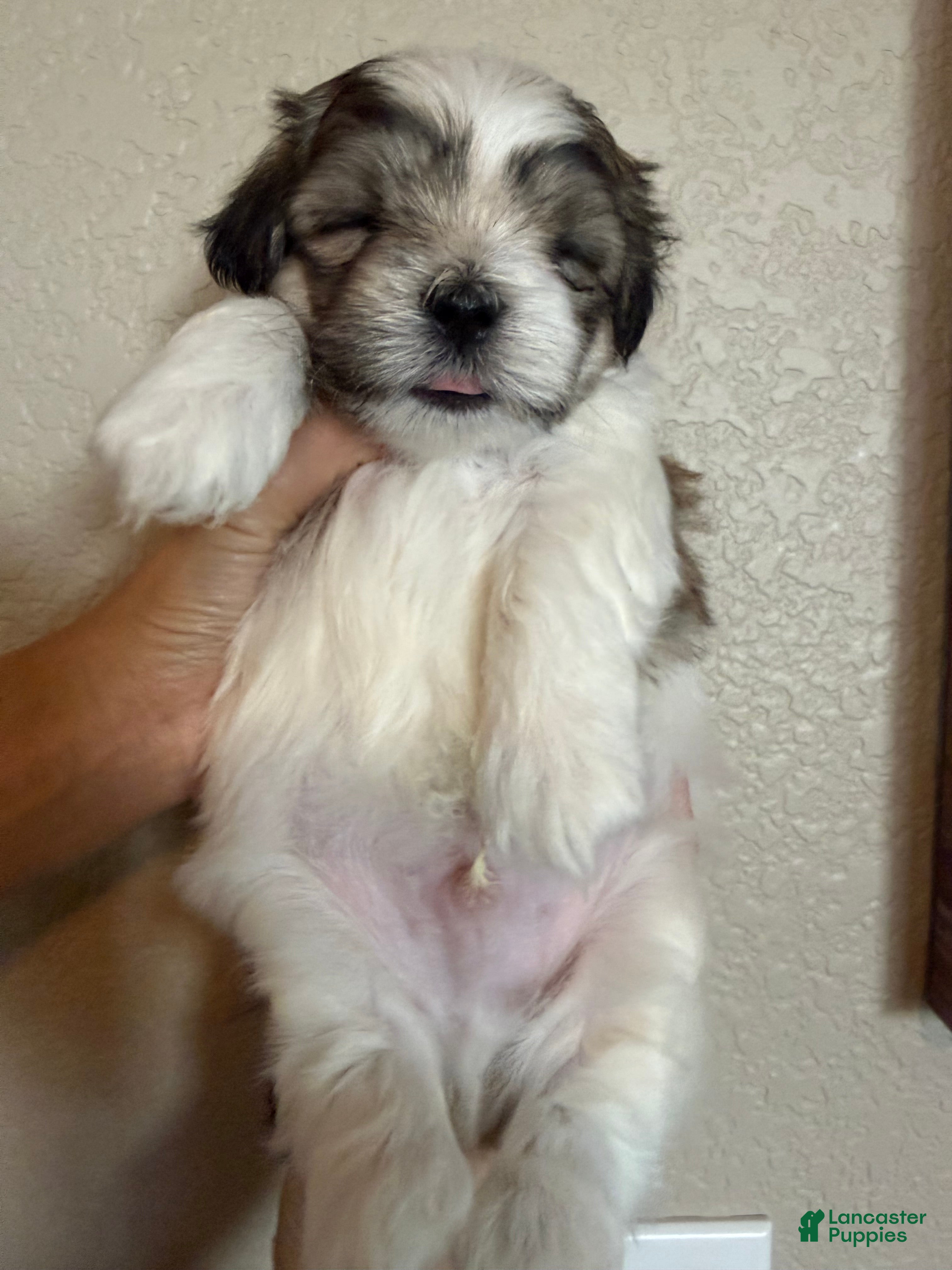 Malshi dogs Malshi 2 - Ad 3
