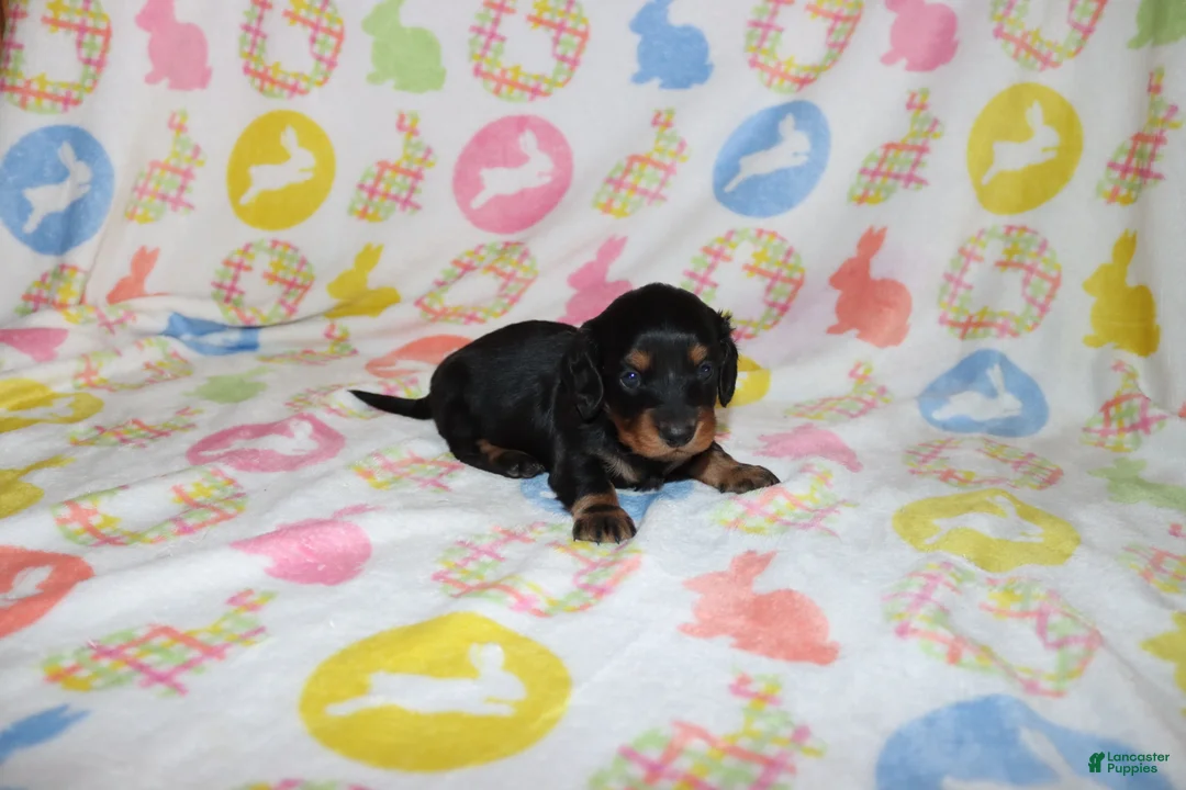 Miniature Dachshund dogs for sale: Hayden - Ad 2