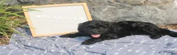 Cavapoo dogs for sale: Blackie - Ad 1
