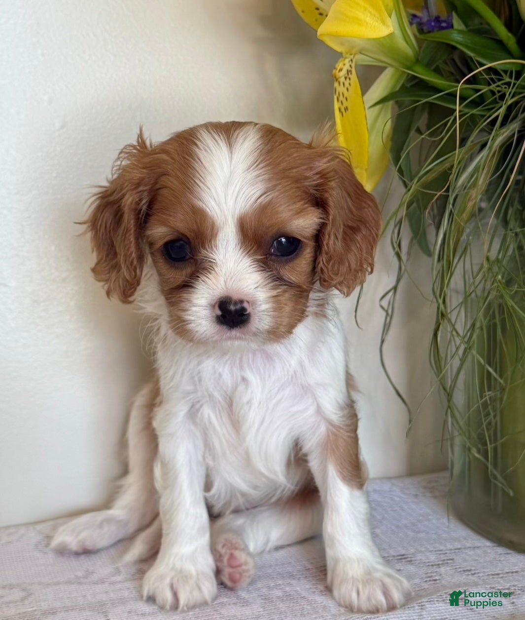 Cavalier King Charles Spaniel dogs Cookie Cavalier King Charles Spaniel  - Ad 1