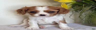 Cookie Cavalier King Charles Spaniel 